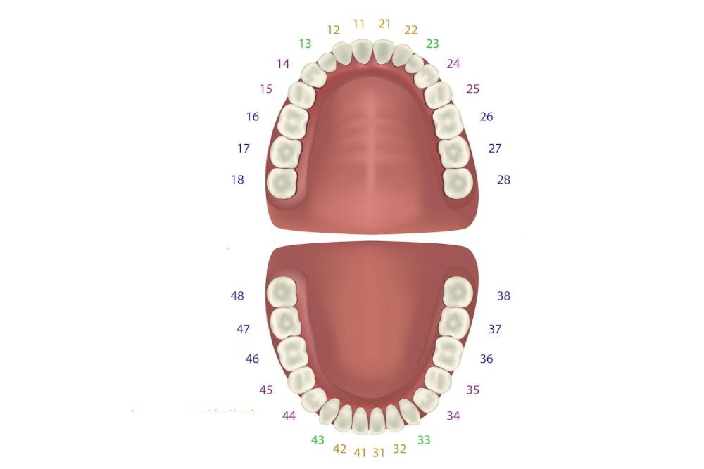 هر-انسان-چند-واحد-دندان-دارد-1