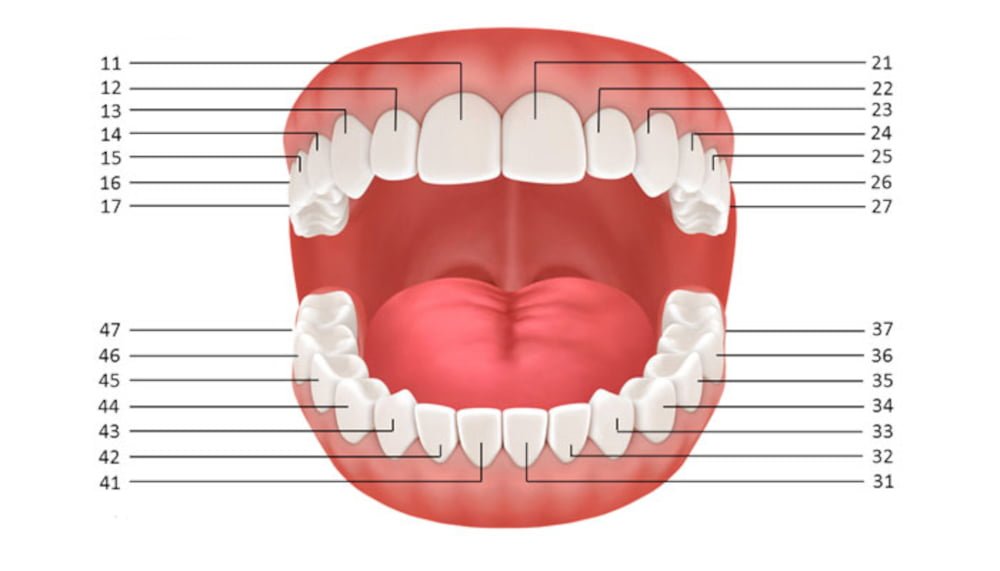 هر انسان چند واحد دندان دارد