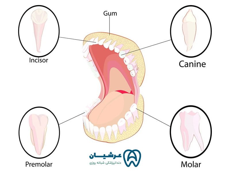 هر انسان چند واحد دندان دارد ؟